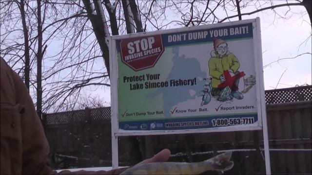 the blue ice report tuesday jan 19 2016 fish report смотреть онлайн