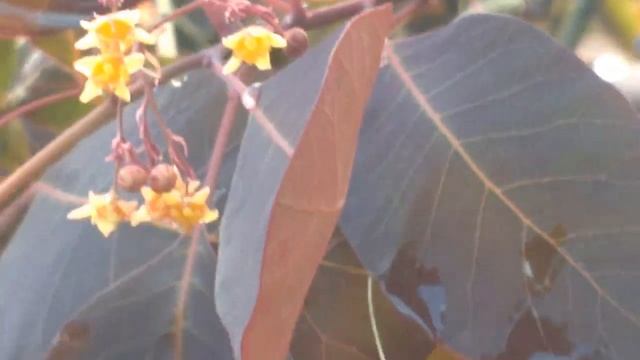 Cotinus coggygria (Royal purple) tree of fog смотреть онлайн