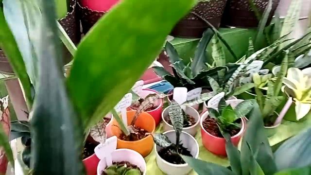 Выставка цветов. Показываю всё, что вижу.