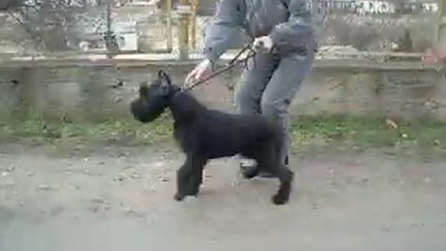 п-к Роман-Кош..Роман-Кош Евридика.щенок 5 мес. движения и стоечка, занятия смотреть онлайн