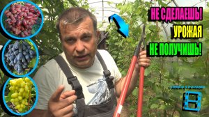 ЗЕЛЕНЫЕ ОПЕРАЦИИ НА ВИНОГРАДЕ (ПАСЫНКОВАНИЕ, ЧЕКАНКА) - ГАРАНТИЯ УРОЖАЯ. СЕВЕРНЫЙ ВИНОГРАДНИК 24-21