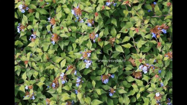 ЦЕРАТОСТИГМА (CERATOSTIGMA) сем. Свинчатковые смотреть онлайн