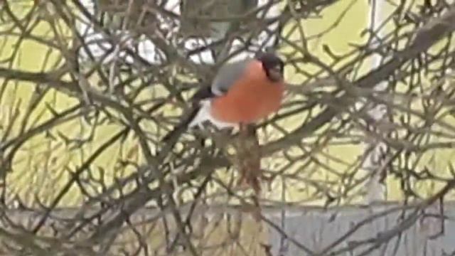 2017. 02.18. На обед у снегиря семена сирени венгерской. смотреть онлайн