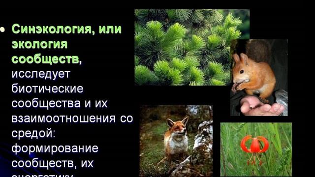 Синэкология или экология сообщетства! смотреть онлайн