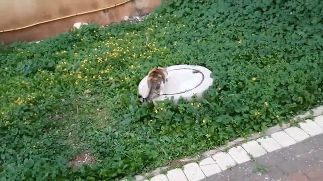 Жизнь уличных кошек и котов. смотреть онлайн