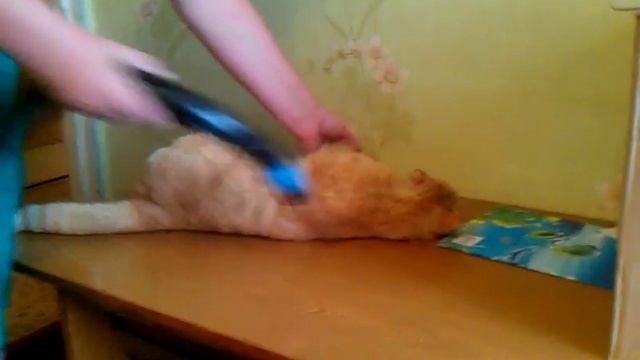 Рыжий кот и пылесос (Red cat and a vacuum cleaner) смотреть онлайн
