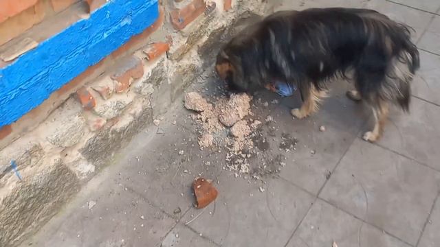 Житя в прифронтовом місті Оріхів с собакой Джек Расел Терьер. смотреть онлайн