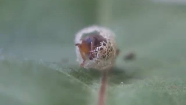 СКАЗКА ПРО МУЗЫКАЛЬНОГО ДОЛГОНОСИКА смотреть онлайн