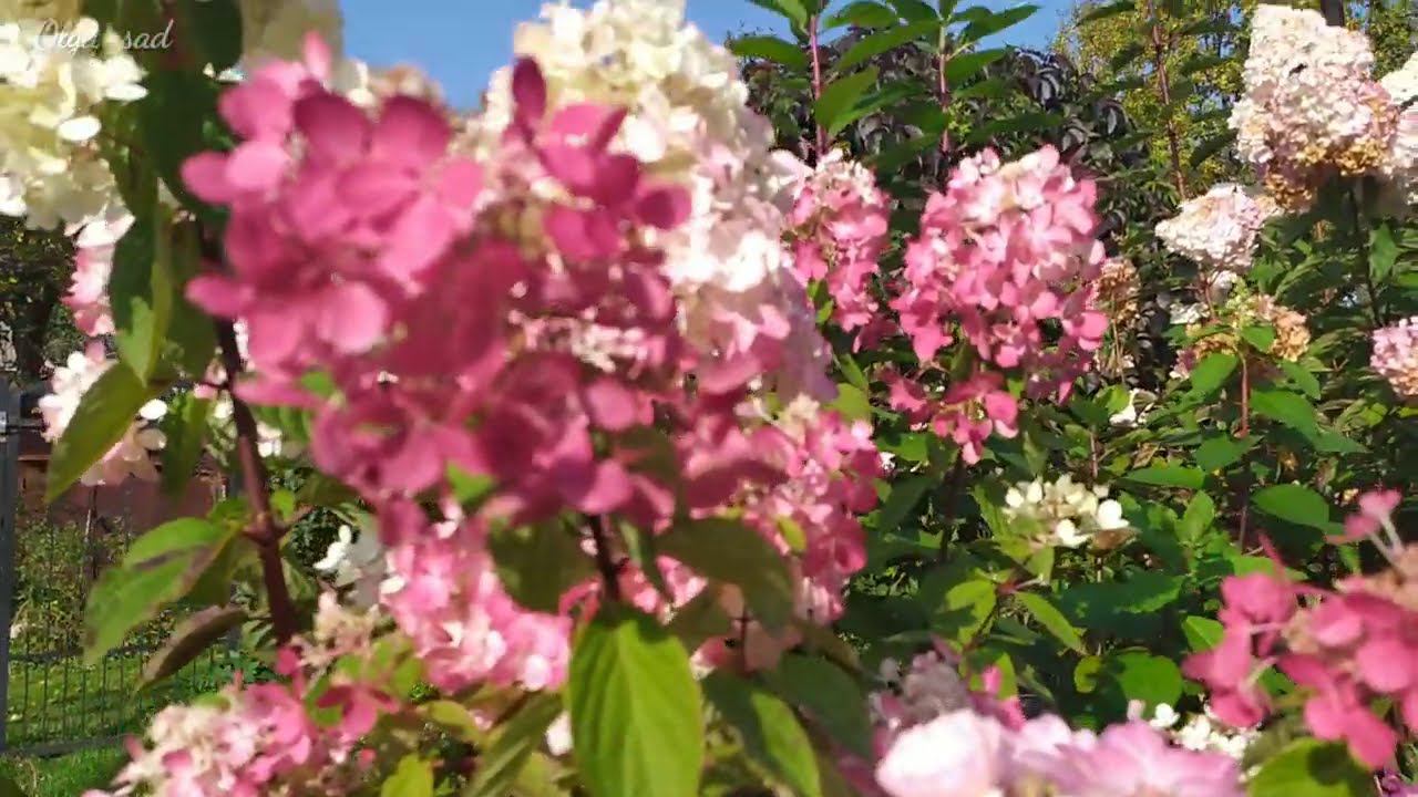 Гортензии и.... смотреть онлайн