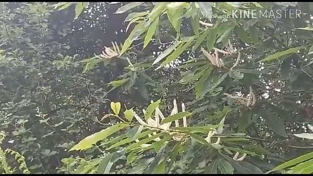 В Сочи зацвел каштан. Будет ли каштановый мёд? смотреть онлайн