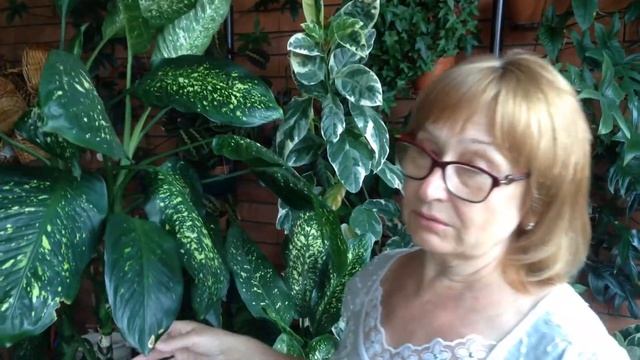 Диффенбахия неприхотливое и красивое растение смотреть онлайн