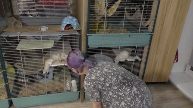 СКОЛЬКО ВСЕГО У НАС КРЫС? КРЫСЯТА НА ПРИСТРОЙ! смотреть онлайн