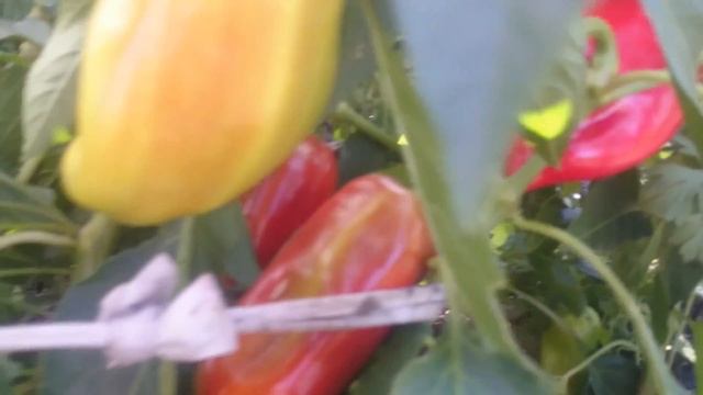 Почему чернеет перец... смотреть онлайн