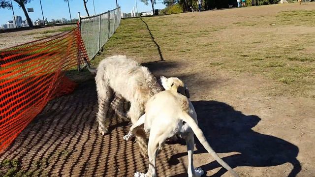 Great Dane Wrestles Connor the Irish Wolfhound смотреть онлайн