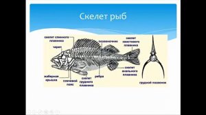 Биология  Раздел Зоология  Костные рыбы  Строение