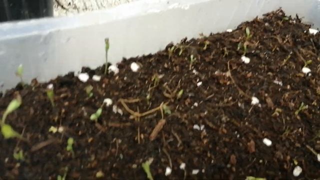 Дихондра из своих семян. смотреть онлайн