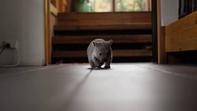 Baby Wombat смотреть онлайн