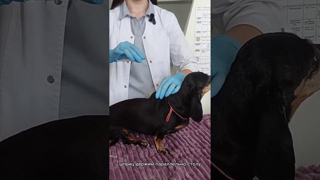 Как собаке сделать укол в холку #shots #уколсобаке #каксделатьуколсобаке #уколвхолкуживотному