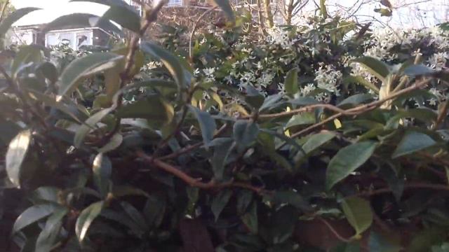 Large Clematis Armandii in full bloom смотреть онлайн