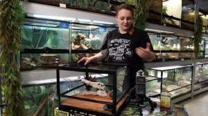 Обустраиваем террариум Эублефара с герпетологом