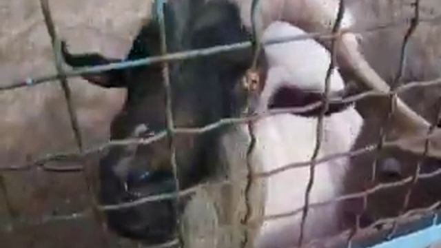 Муфлон!! смотреть онлайн