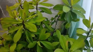 Цветок синадениум