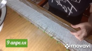 Мои любимые бархатцы! Сажаю семена в "пеленки" или "рулетики"! Через 16 дней добавляю земельку!