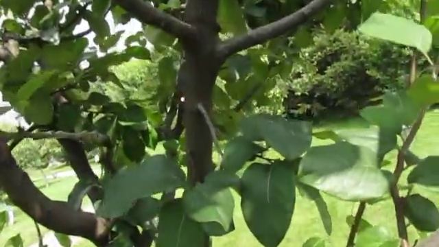 ГРУША. ГРУША НА АЙВЕ. Результат перепрививки айвы. Grafting pear on quince. смотреть онлайн