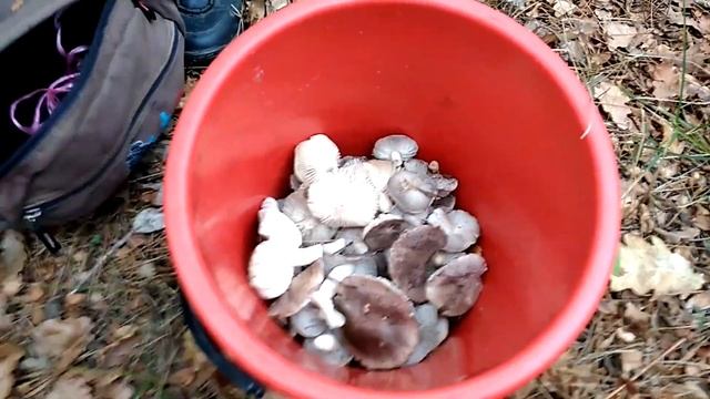 Крым. Инкерман. Идем собирать грибы Мышата. 13.01.2018г. смотреть онлайн