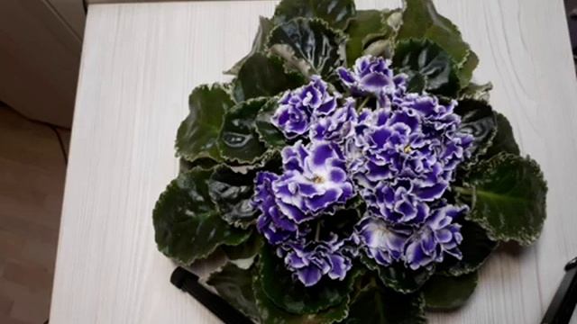 4 главных условия для шапочного цветения фиалки??? смотреть онлайн