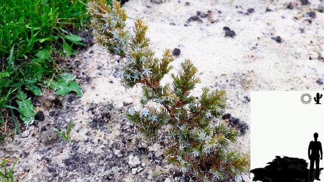 МОЖЖЕВЕЛЬНИК ЧЕШУЙЧАТЫЙ БЛЮ СВИД " BLUE SWEDE" смотреть онлайн