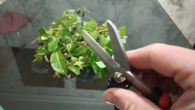 Секатор плоскостной STARTUL Garden (ST6093-03) Видеоотзыв (обзор) Масксима смотреть онлайн