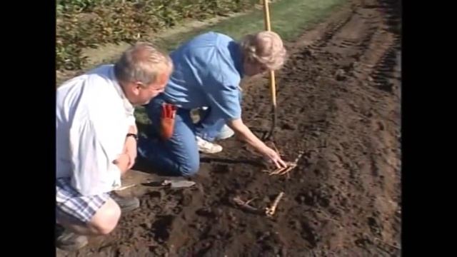 Planting Peonies With Adelman Peony Gardens
