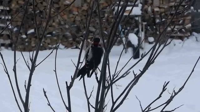 Дятел любит сало смотреть онлайн