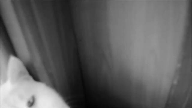 Как правильно выпускать стрижа на волю / Ошибки .Выпуск стрижа на волю после вскармливания смотреть онлайн