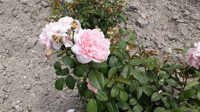 Роза Шоне Мейд - когда видят в живую, сразу нравится. Питомник Роз Полины Козловой - rozarium.biz смотреть онлайн