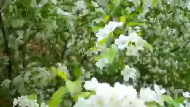 ЦВЕТУЩЕЕ ДЕРЕВО смотреть онлайн