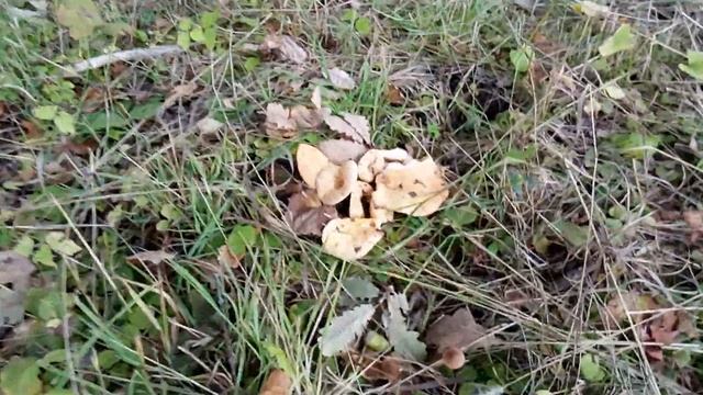Грузди в парке! смотреть онлайн