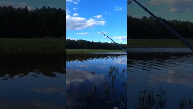 Ловля щуки на поплавок. Рыбалка на живца! #shorts #рыбалка #fishing #рыбалканапоплавок #рыба смотреть онлайн
