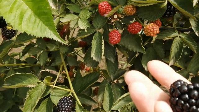 Ежевика Осейдж, 11.07.23 смотреть онлайн