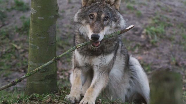 Волки гуляют в лесу. смотреть онлайн