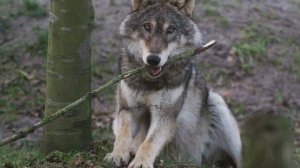 Волки гуляют в лесу.