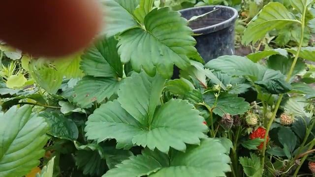 Меры профилактики и борьбы с серой и фитофторозной гнилью на землянике. смотреть онлайн