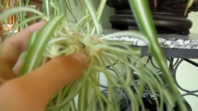 Propagating Spider Plant - Chlorophytum comosum смотреть онлайн