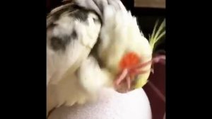 Смешные птички #4