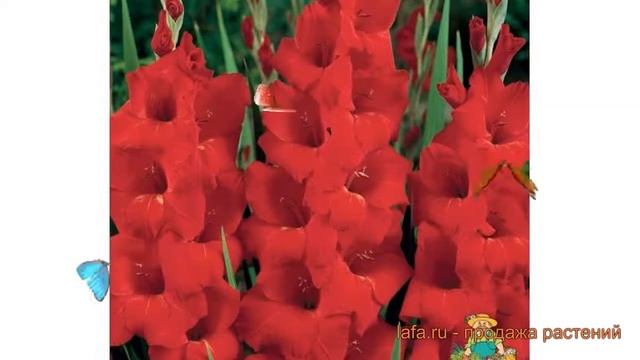Гладиолус крупноцветковый Оскар (gladiolus) ? Оскар обзор: как сажать, луковицы гладиолуса Оскар смотреть онлайн