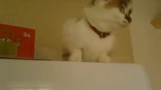 Прыжок кошки Люси с холодильника)).mp4 смотреть онлайн