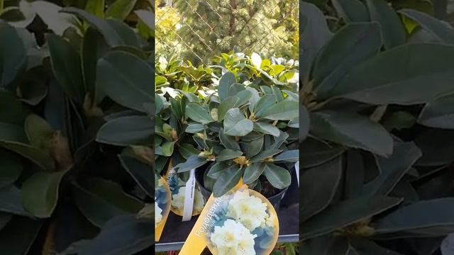 РОДОДЕНДРОН , АЗАЛИЯ #рододендрон #азалия #купитьрододендрон смотреть онлайн