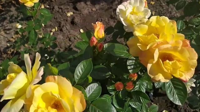 ГОЛДЕН ГЕЙТ (Golden Gate), Kordes Германия, 2005 г. Клаймберы (Large-Flowered Climber)