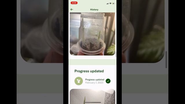 How long it takes to Grow a gorgeous variegated alocasia frydek from a corm #plants #rareplants смотреть онлайн